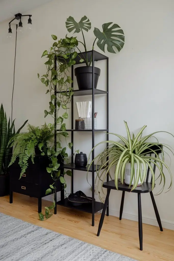 Add Plants to Black Furniture Decor