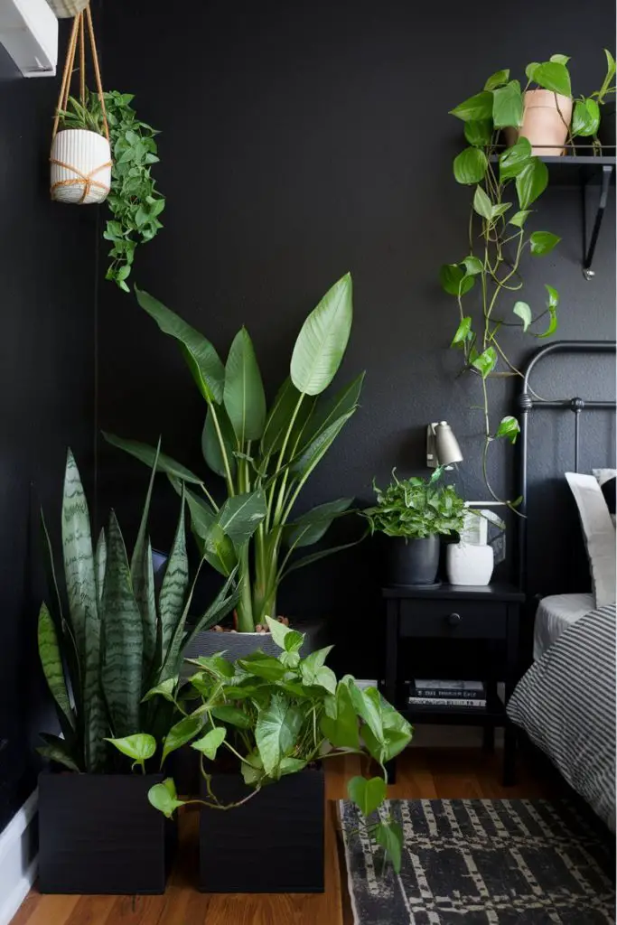 Pop of Greenery